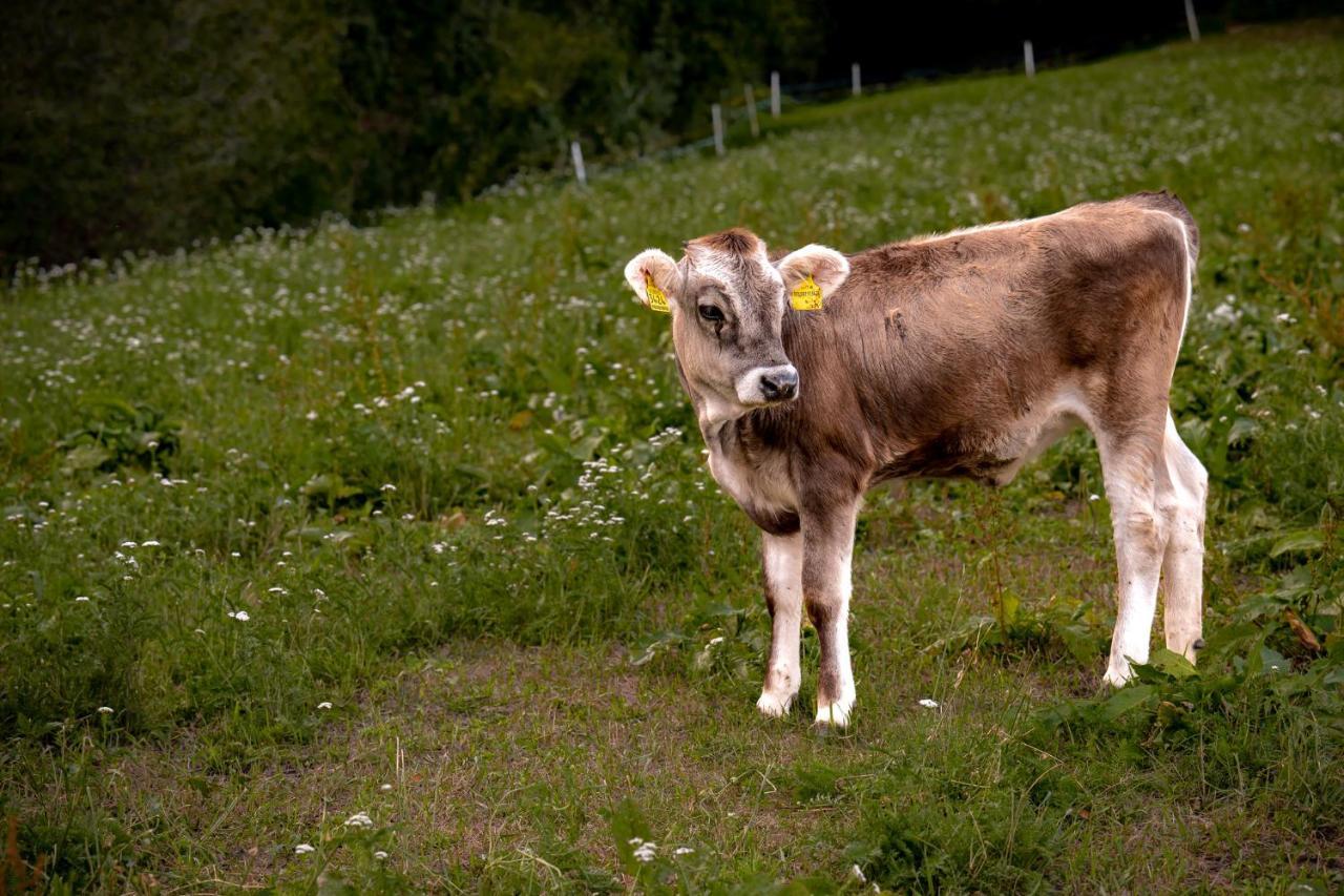 Stillehof - Ferienwohnungen Auf Dem Bauernhof- Suedtirol Bressanone Kültér fotó